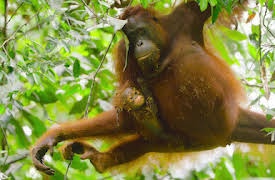 Wild Babies: Full fart