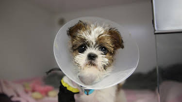 18:20: Der Super-Doc - Einsatz für 4 Pfoten | Sixx | 3/29 2026