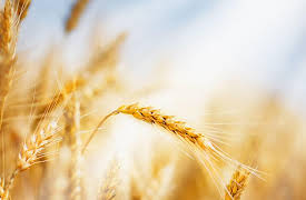 Big History: The Big Bang, Life on Earth, and the Rise of Humanity: The Origins of Agriculture