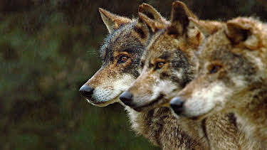 20:15: Expeditionen ins Tierreich | Radio Bremen | 6/24 2026
