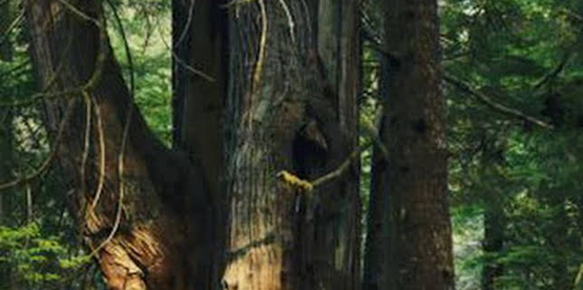 16:35: El mundo invisible de los bosques | La Otra | 12/13 2025