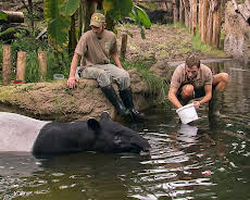 Elefant, Tiger & Co.