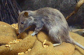 The Middle Ages around the World: Late Medieval Disasters: Climate and Plague