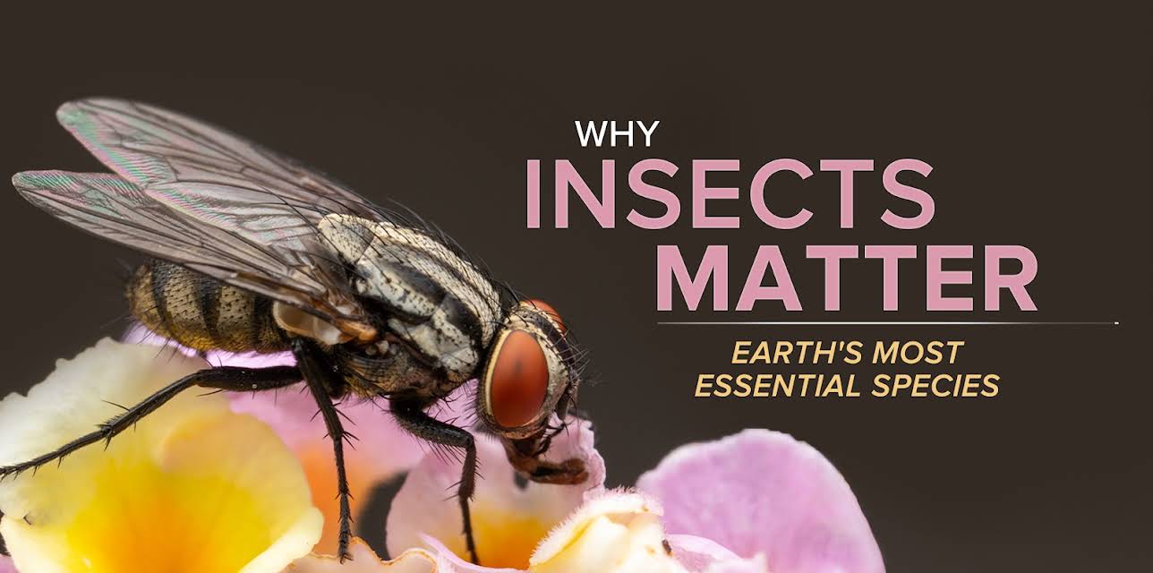Why Insects Matter: Earth’s Most Essential Species