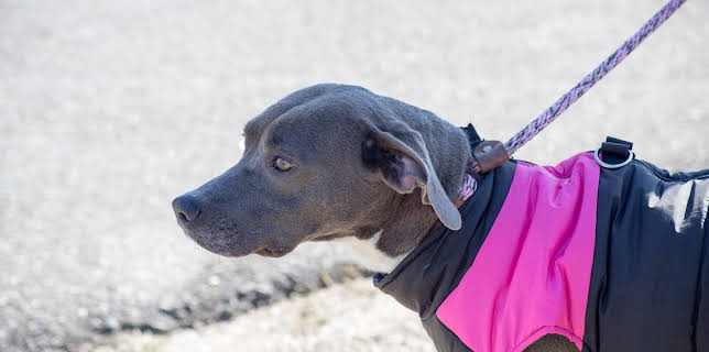 15:00: Pit Bulls & Parolees (S10 E20) (S10) | Animal Planet | 12/9 2025