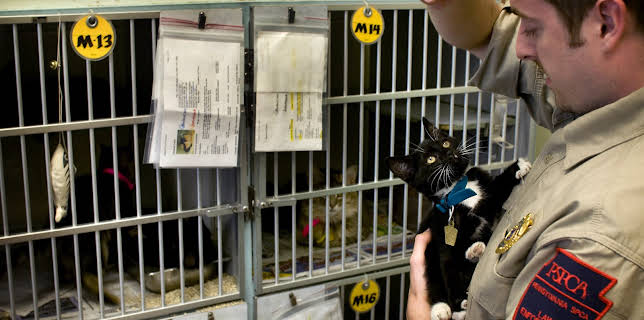 10:20: Animal Cops Philadelphia (S12 E12) (S12) | Animal Planet | 1/23 2026