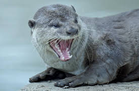 Otter Dynasty: Journey of Three Armies