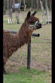 14:00: El increíble doctor Pol: Los relinchos de nuestras vidas | Nat Geo Wild | 2/21 2026