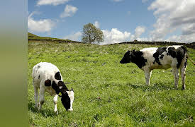 Death, Dying, and the Afterlife: Lessons from World Cultures: Killing Non-Human Animals