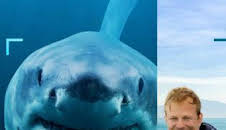 Tiburones en primer plano con Bertie Gregory