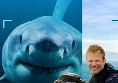 Tiburones en primer plano con Bertie Gregory