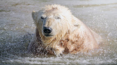 8:00 PM: Jimmy Doherty's Big Bear Rescue | Channel 4 | 8/28 2026