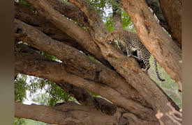 Extreme Africa: Lake Manyara National Park