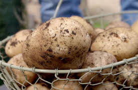 Grow, Cook, Eat: The Potato