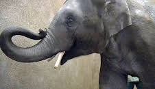 Leopard, Seebär & Co. (33/120)