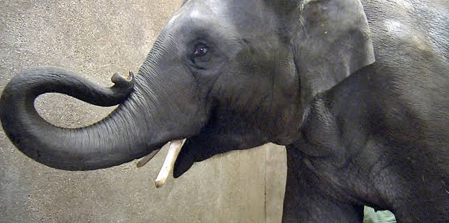 11:40: Leopard, Seebär & Co. (33/120) | NDR Fernsehen | 11/20 2025