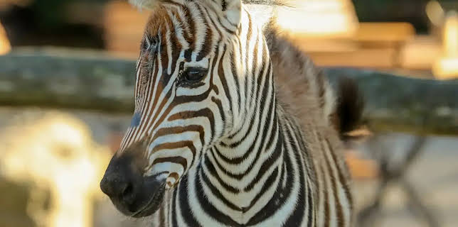 11:40: Leopard, Seebär & Co. | NDR Fernsehen | 1/23 2026