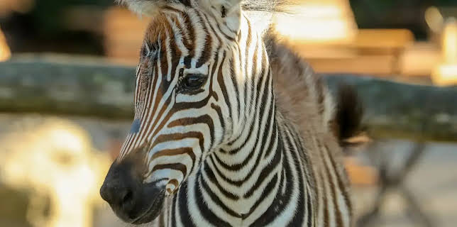 Leopard, Seebär & Co.