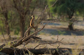 Meerkat Manor: Rise of the Dynasty, Season 1: Homecomings