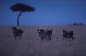 Night on Earth: Moonlit Plains