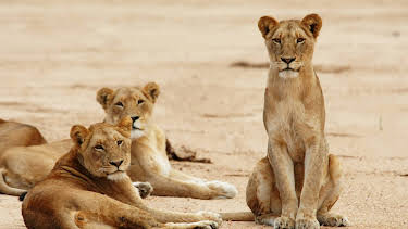 01:30: Los depredadores más letales de África: Asesinos insólitos | Nat Geo Wild | 8/11 2025