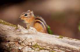 America's National Parks (Classic): Great Smoky Mountains
