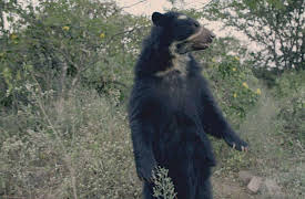 Mysterious Creatures With Forrest Galante, Season 1: The Demon of Peru