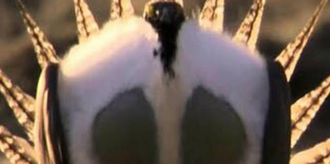 15:45: Los grandes bailarines de la naturaleza: La danza del amor | La Otra | 2/26 2026