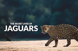 The Secret Lives Of Big Cats: The Secret Lives Of Jaguars