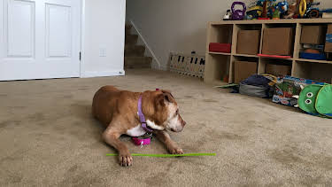 15:00: Pit Bulls & Parolees (S8 E13) (S8) | Animal Planet | 9/17 2026
