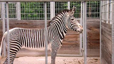 02:45: Elefant, Tiger & Co. | MDR Fernsehen | 4/29 2026