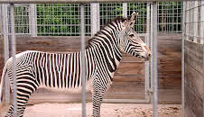 Elefant, Tiger & Co.