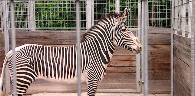 10:35: Elefant, Tiger & Co. (261) | MDR Fernsehen | 11/19 2025