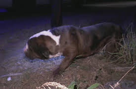 Live PD: Greatest Shifts Season 1: Live PD: Greatest Shifts - 618