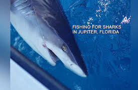 Fishing With The Best Guides: Fishing For Sharks in Jupiter, Florida