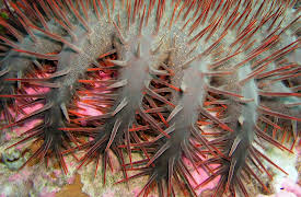 South Pacific: Ocean of Volcanoes