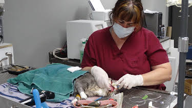 08:30: Dyrlegen i Rocky Mountain (S2 E9) (S2) | Animal Planet | 4/17 2026