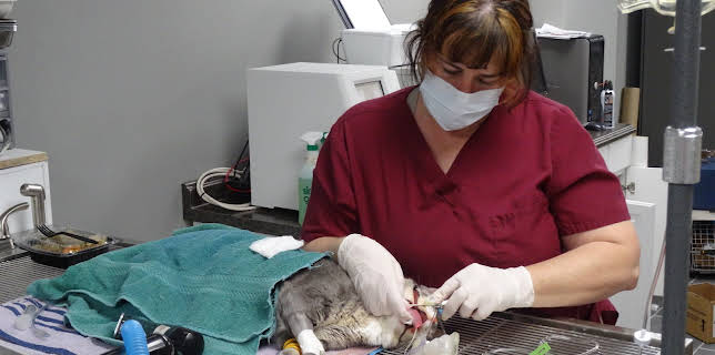 18:00: Dyrlegen i Rocky Mountain (S2 E9) (S2) | Animal Planet | 12/26 2025