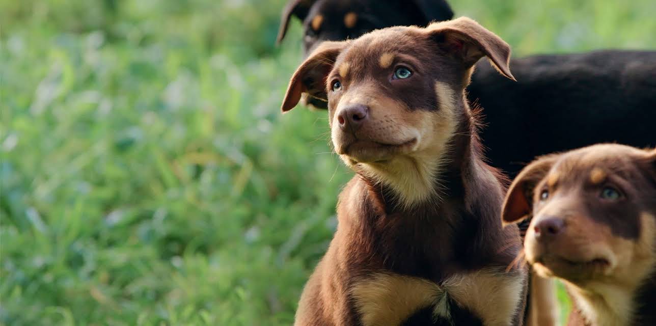 Muster Dogs