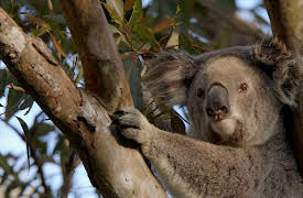 Destination Wild Extraordinary Australia: Untamed Forests