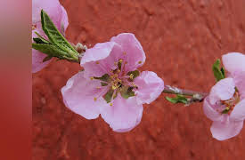 The Secret Garden: Spring Awakening