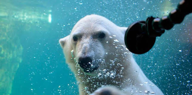 09:55: Seehund, Puma & Co. | Das Erste | 11/15 2025