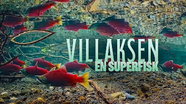 20:00: Villaksen – en superfisk | NRK 1 | 9/9 2026