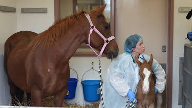 03:15: Life at Vet University (S1 E3) (S1) | Animal Planet | 12/28 2025