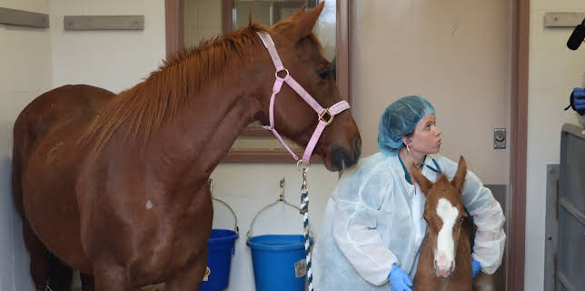 08:30: Life at Vet University (S1 E3) (S1) | Animal Planet | 11/16 2025