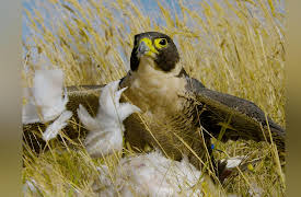 Over Australia: The Great Divide