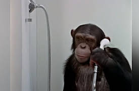 Lancelot Link: Secret Chimp: Lancelot Link: Secret Chimp - The Evolution Revolution / The Great Water Robbery