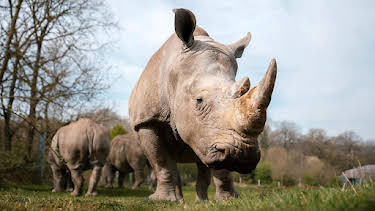 9:30 AM: Animal Park | BBC One Wales | 7/31 2026