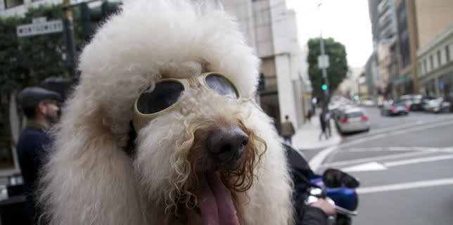 00:45: Dogs: The Untold Story (S1 E1) (S1) | Animal Planet | 12/14 2025