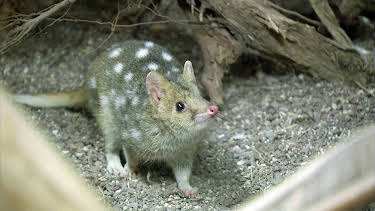 14:25: Elefant, Tiger & Co. (288) | MDR Fernsehen | 4/8 2026